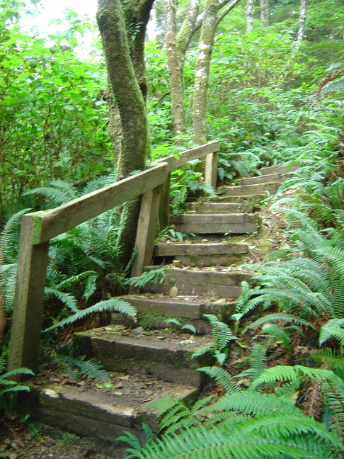Stairs in the Forest